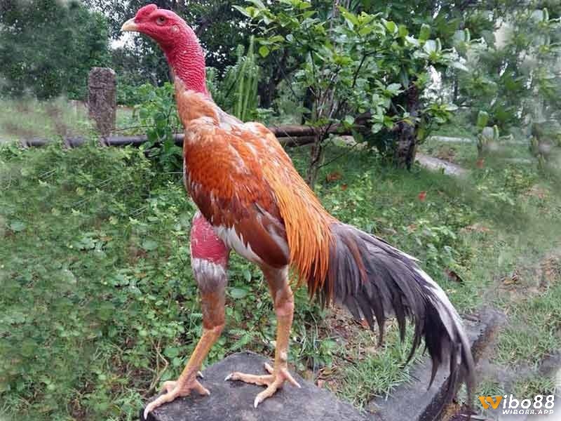 Cách nhận biết gà đá hay - Những yếu tố ảnh hưởng đến khả năng đá của gà chọi