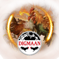 Đá gà DM