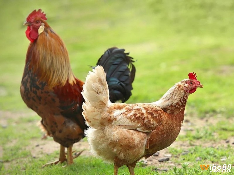 Hiểu thêm về cách chăm sóc và nuôi dưỡng gà trống mái