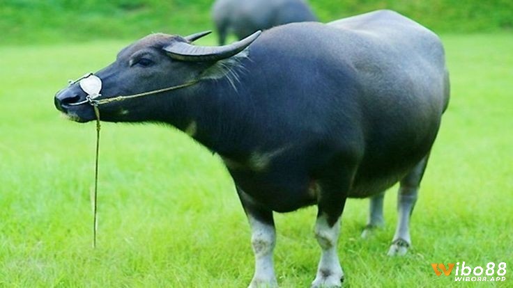 Chiêm bao thấy trâu gắn liền với nhiều con số đề khác nhau
