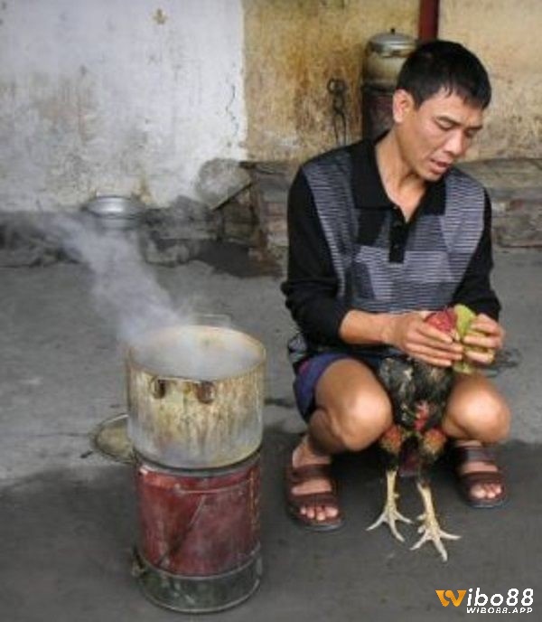 Tắm cho gà đá qua các vị trí trên cơ thể gà