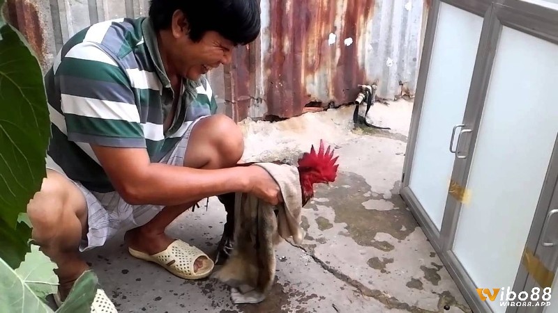 Tắm trà cho gà chỉ nên thực hiện mỗi 1-2 ngày