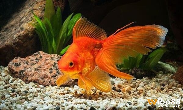 Mơ thấy cá vàng mang tới ý nghĩa vô cùng thú vị