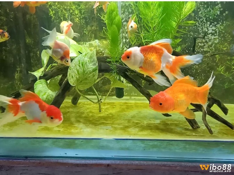 Giấc mơ mang tới dự báo tốt hoặc không tốt cho chủ mơ
