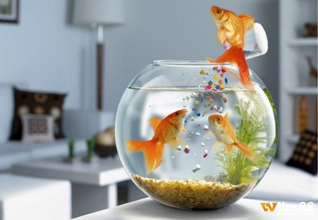 Ghi nhớ lại những gì trải qua trong mơ để có được dự báo