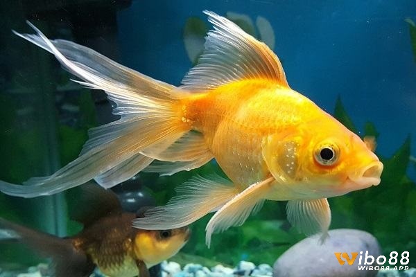 Bộ số theo từng trường hợp của chiêm bao thấy cá vàng