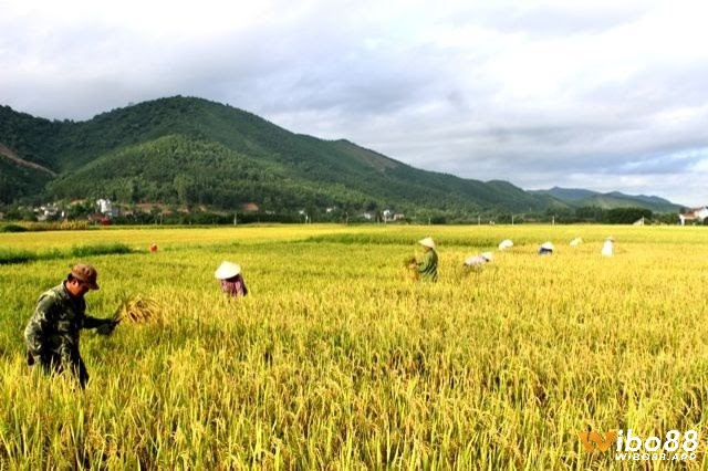 Các trường hợp phổ biến của chiêm bao thấy lúa chín