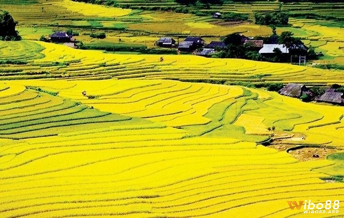 Chiêm bao thấy lúa chín mang tới điềm báo trong tương lai