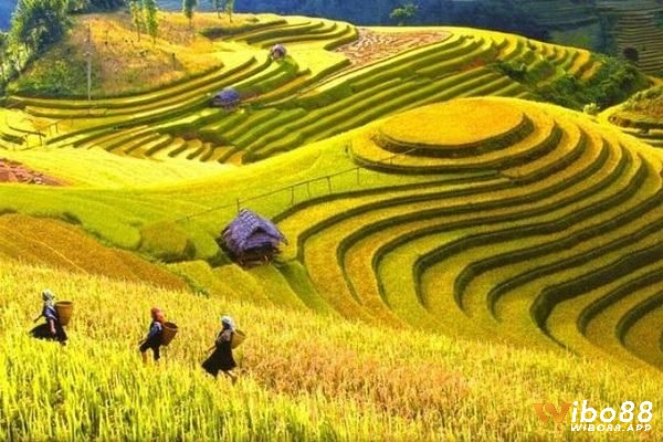 Chiêm bao thấy lúa chín là hiện tượng có ý nghĩa đặc biệt