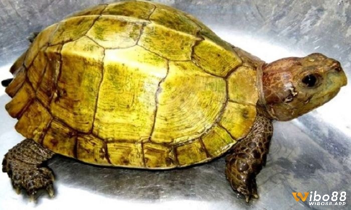 Chiêm bao thấy rùa vàng giúp biết trước tương lai