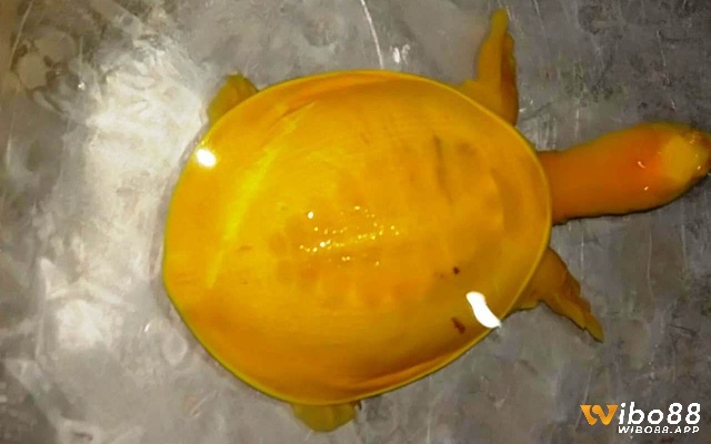 Con số gắn với chiêm bao thấy rùa vàng xuất hiện