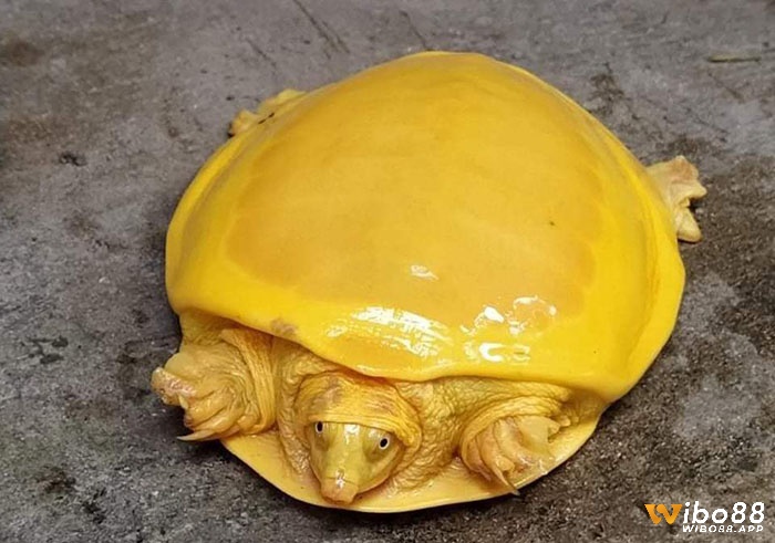 Chiêm bao thấy rùa vàng mang ý nghĩa vô cùng đặc biệt