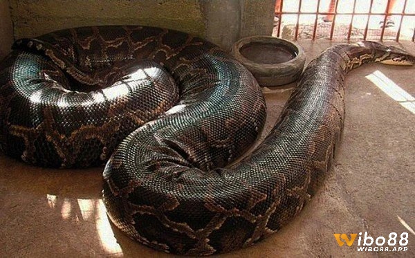 Mơ thấy trăn khổng lồ là điềm báo tích cực cho gia đình