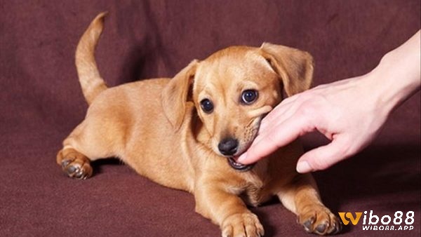 Chiêm bao thấy chó cắn vào tay chảy máu sẽ mang lại điềm báo khá xấu