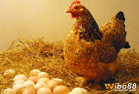 Mơ gà đẻ trứng là sự may mắn và tài lộc sắp đến trong sự nghiệp của anh em