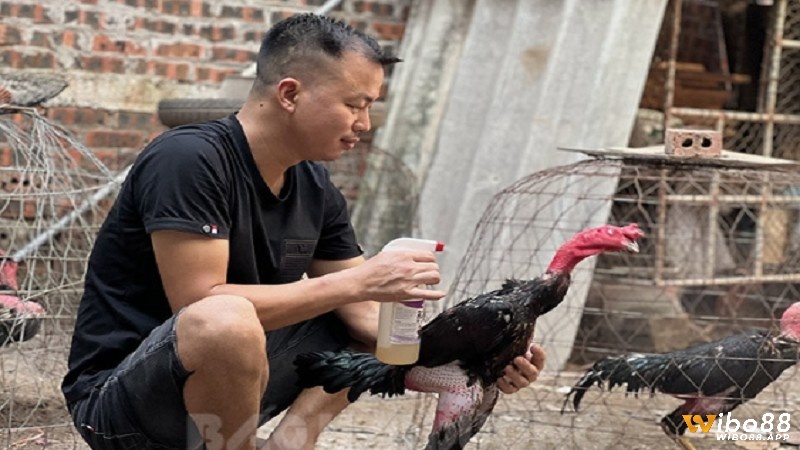 Chuẩn bị đầy đủ các dụng cụ để bắt đầu cách vần gà chọi hiệu quả