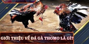 Đá gà thomo là gì? Khám phá chi tiết loại hình đá gà trực tuyến
