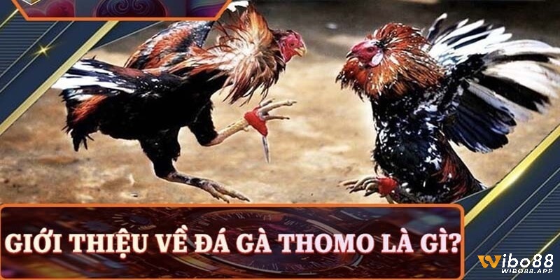 Đá gà thomo là gì trực tuyến thông qua các nền tảng số, tham gia theo dõi và tương tác với các trận đấu gà từ xa