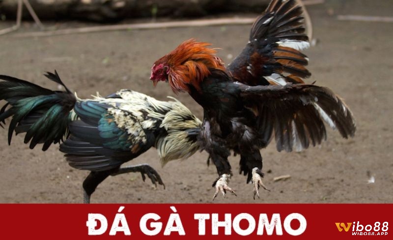Công nghệ và giao diện người dùng đằng sau hoạt động đá gà thomo là gì