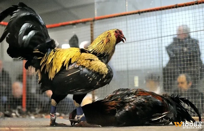 Khi phân tích đá gà thomo là gì thấy rằng việc số hóa mang lại nhiều lợi ích đáng kể
