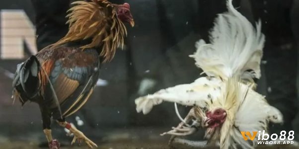 Người dùng nên nghiên cứu kỹ lưỡng lịch sử hoạt động, đánh giá cộng đồng, chứng nhận về bảo mật của nền tảng