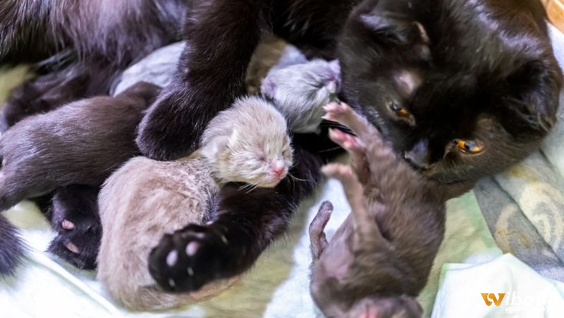 Ngủ mơ thấy mèo đen đẻ con cho thấy khởi đầu mới