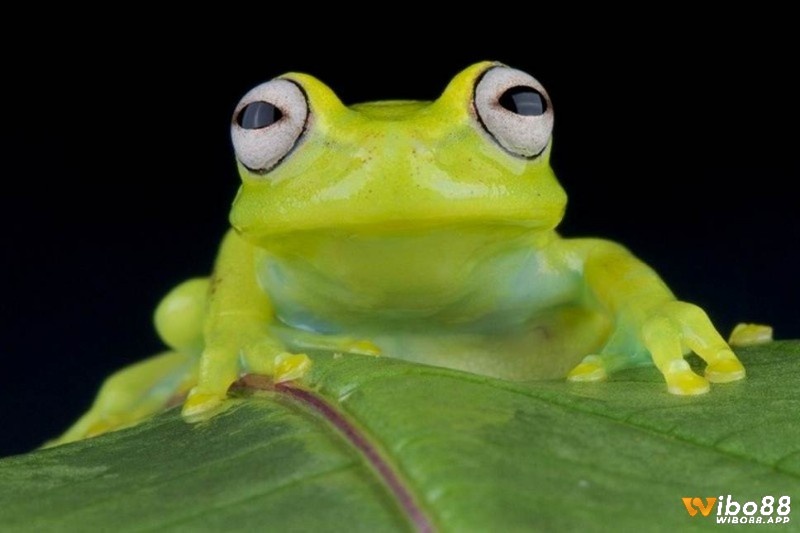 Ếch con ám chỉ bước đi nhỏ nhưng lại mang ý nghĩa lâu dài 