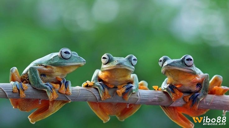 Ếch thể hiện cho sự thay đổi và khả năng thích nghi cao 