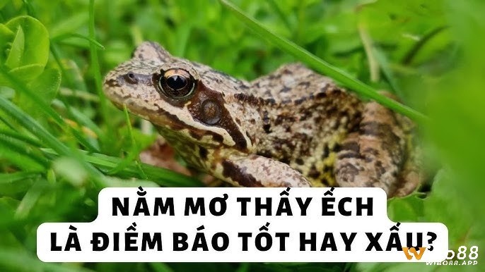 Luận giải mơ thấy ếch và tìm ra điềm báo tốt xấu đi kèm 