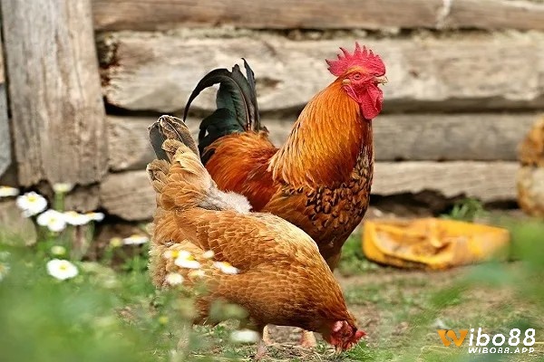 Tìm hiểu thêm giấc mơ liên quan tới gà để có được điềm báo 