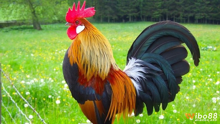 Mơ thấy gà đánh con gì để có tỷ lệ trúng đề cao chiều nay? 