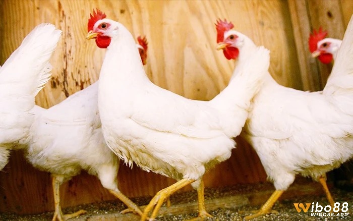 Gà trắng trong mơ ngụ ý bạn sẽ bị trục trặc về tiền hoặc giấy tờ 