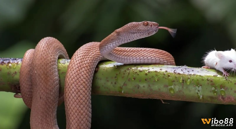 Phân tích chi tiết mơ thấy rắn để giải mã trọn vẹn thông điệp từ tiềm thức 