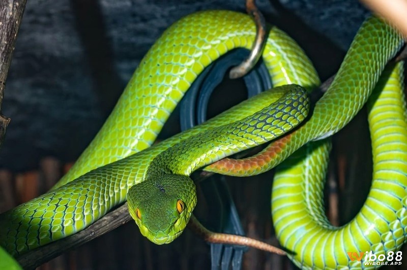 Xem chi tiết mơ thấy rắn số mấy để lựa chọn con số đề phù hợp