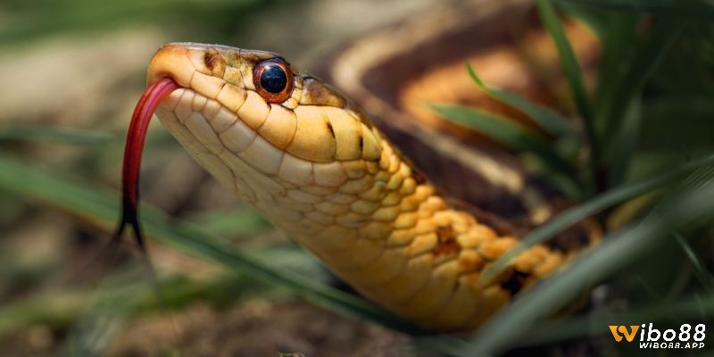 Giấc mơ thấy rắn báo hiệu cơ hội mới, thử thách hoặc cảm xúc chưa được giải tỏa