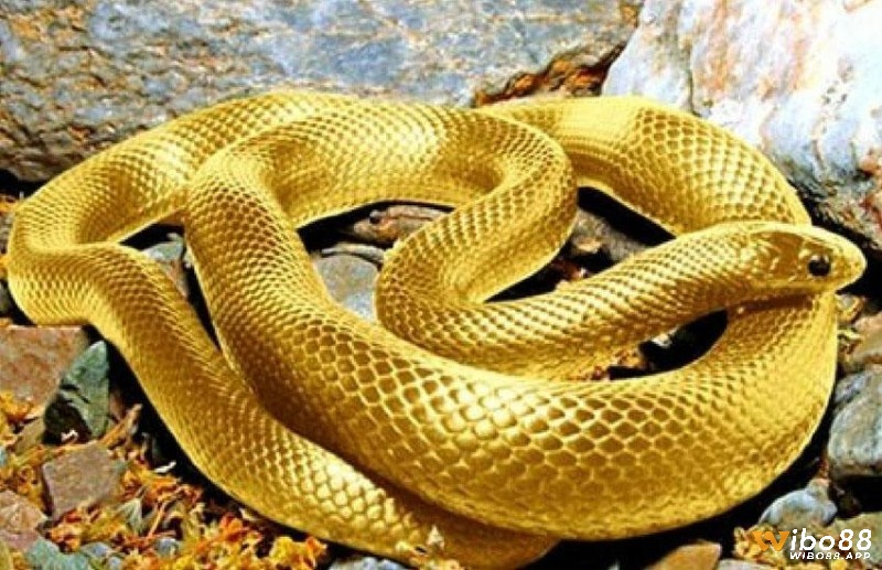 Giấc mơ thấy rắn vàng là điềm báo về tài lộc và sự may mắn đến với bạn