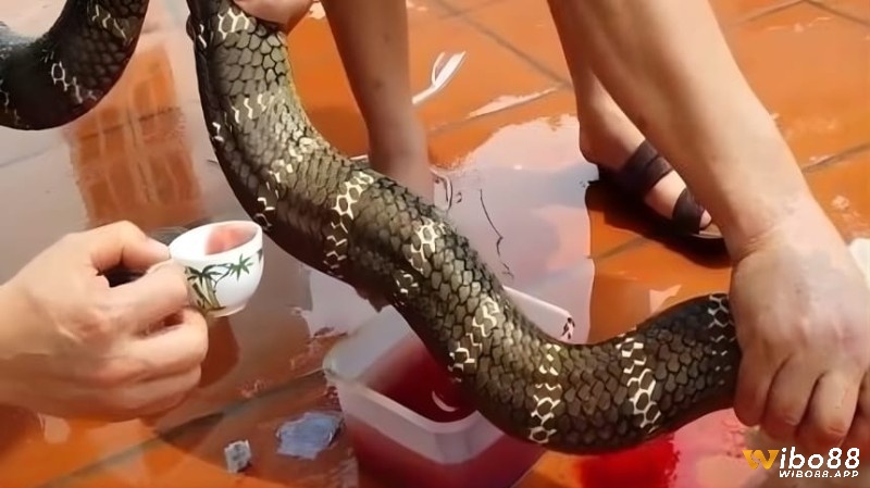 Giấc mơ thấy giết rắn là điềm báo tích cực đến với bạn