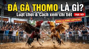 Đá gà Thomo là gì? Tìm hiểu luật chơi, cách xem chi tiết nhất