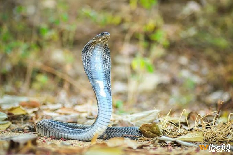 Giải mã giấc mơ thấy rắn cắn vào chân mang đến cho bạn nhiều con số may mắn mỗi ngày
