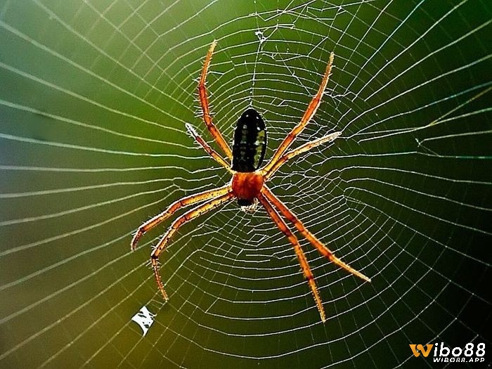 Giải mã giấc mơ thấy nhện cùng điềm báo và các con số may mắn liên quan
